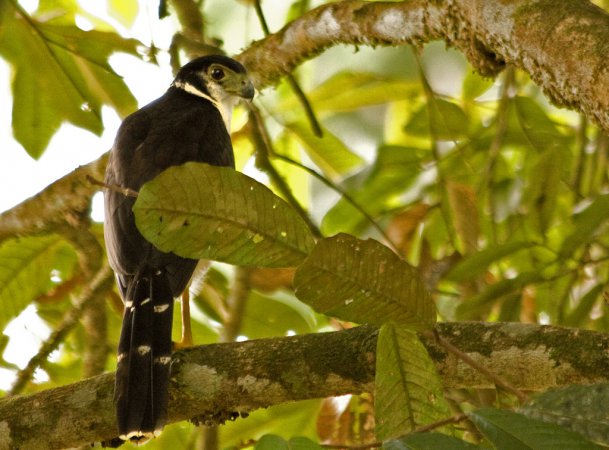 Photo (2): Collared Forest-Falcon