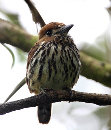 Photo (1): Lanceolated Monklet