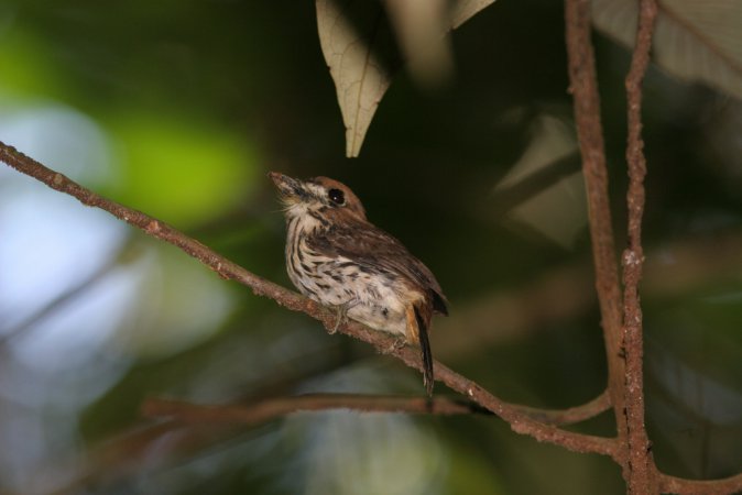 Photo (2): Lanceolated Monklet