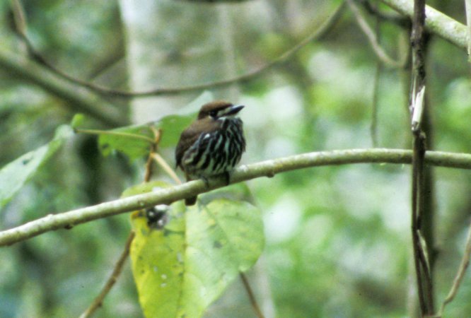 Photo (5): Lanceolated Monklet