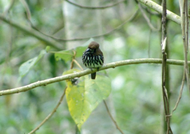 Photo (4): Lanceolated Monklet