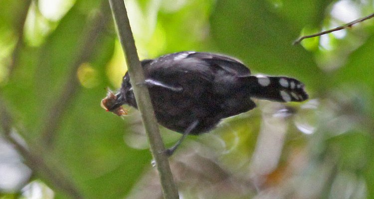 Photo (3): Dot-winged Antwren