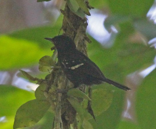 Photo (6): Dot-winged Antwren