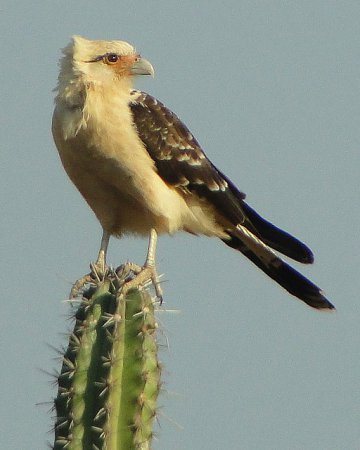 Photo (8): Yellow-headed Caracara