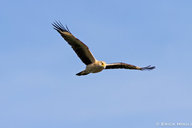 Photo (6): Yellow-headed Caracara