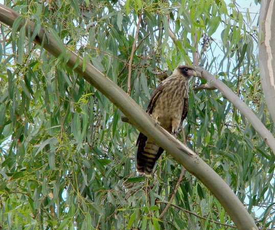 Photo (19): Yellow-headed Caracara
