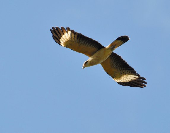Photo (2): Yellow-headed Caracara