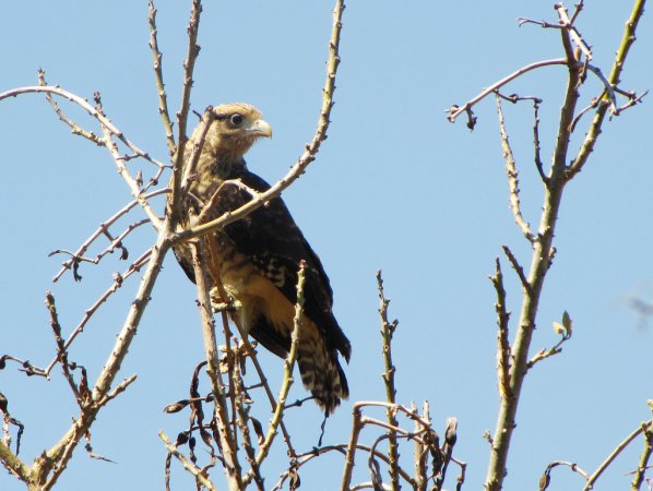 Photo (22): Yellow-headed Caracara