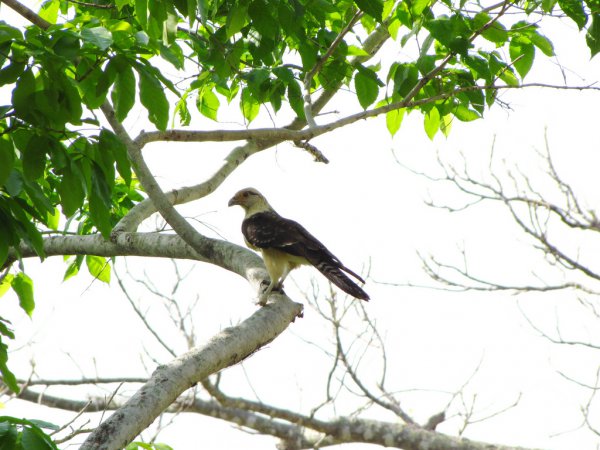 Photo (14): Yellow-headed Caracara
