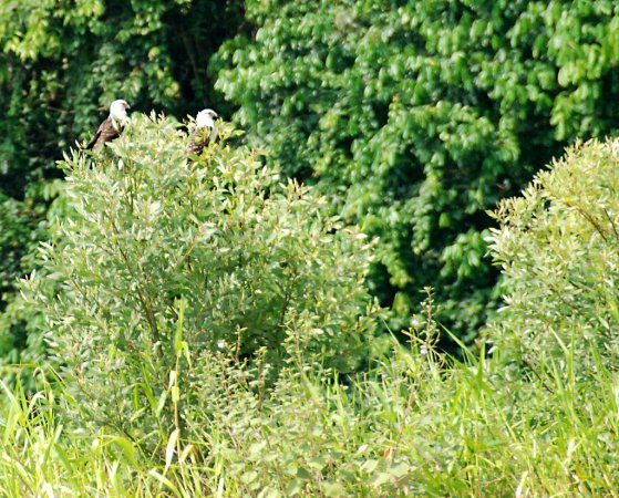 Photo (17): Yellow-headed Caracara