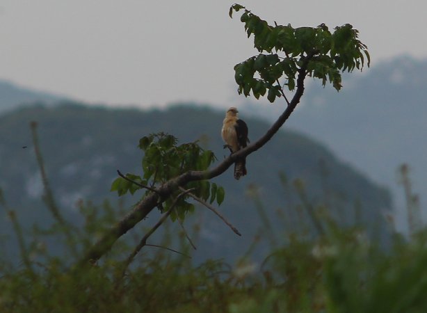 Photo (12): Yellow-headed Caracara