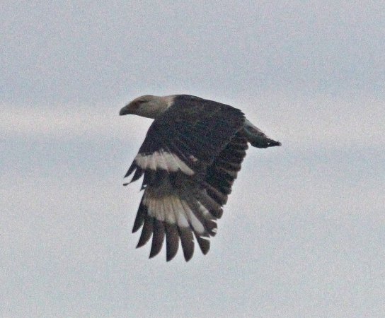 Photo (16): Yellow-headed Caracara