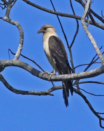 Photo (15): Yellow-headed Caracara