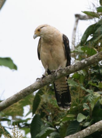 Photo (4): Yellow-headed Caracara