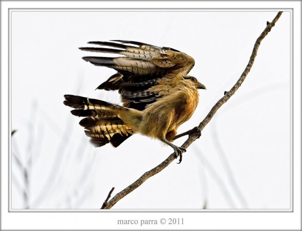 Photo (10): Yellow-headed Caracara