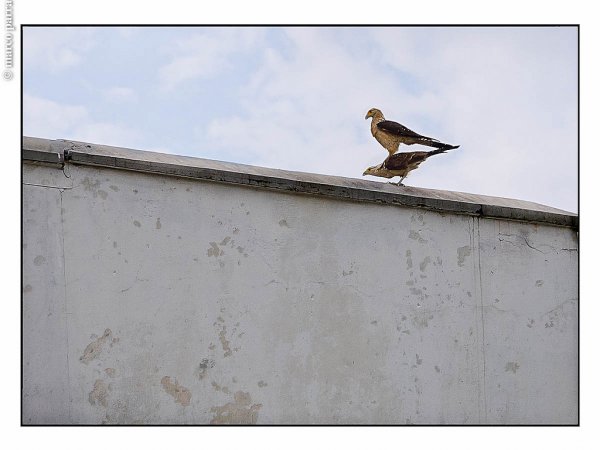 Photo (11): Yellow-headed Caracara