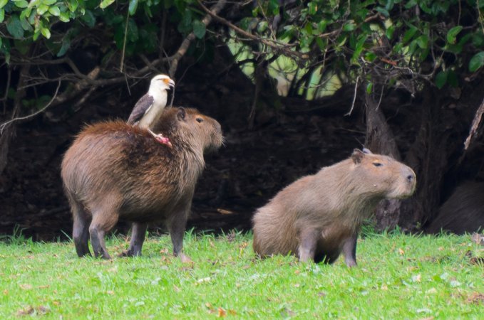 Photo (13): Yellow-headed Caracara