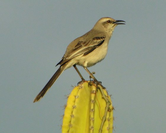 Photo (2): Tropical Mockingbird