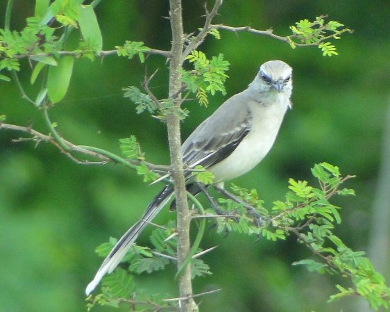 Photo (10): Tropical Mockingbird
