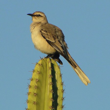 Photo (3): Tropical Mockingbird