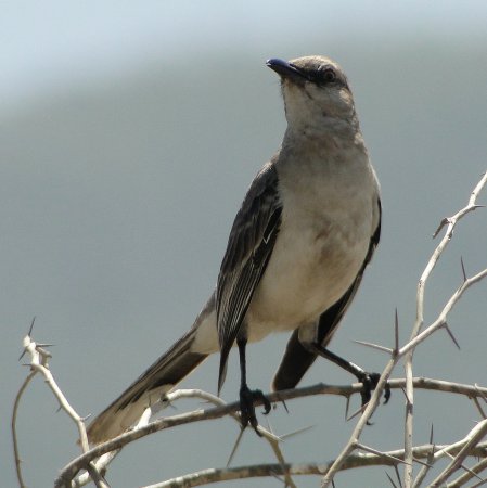 Photo (7): Tropical Mockingbird