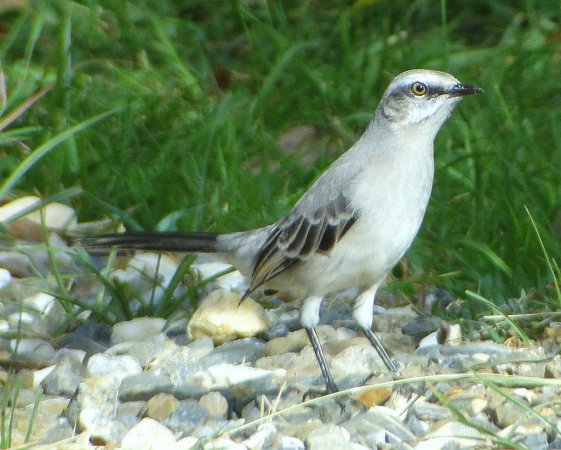 Photo (4): Tropical Mockingbird