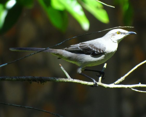 Photo (16): Tropical Mockingbird
