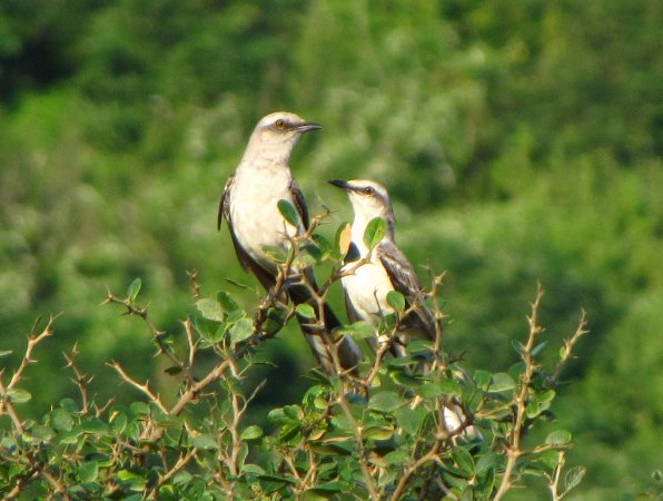 Photo (11): Tropical Mockingbird