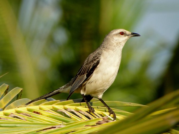 Photo (6): Tropical Mockingbird