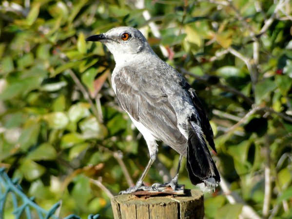 Photo (18): Tropical Mockingbird