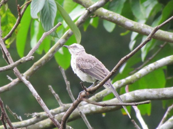 Photo (9): Tropical Mockingbird