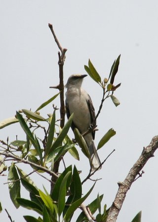 Photo (13): Tropical Mockingbird