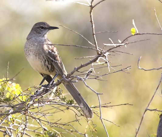 Photo (1): Bahama Mockingbird