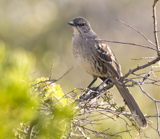 Photo (2): Bahama Mockingbird