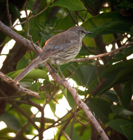 Photo (3): Bahama Mockingbird