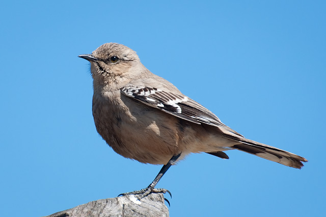 Photo (3): Patagonian Mockingbird