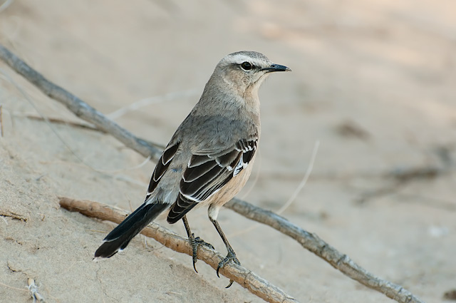 Photo (1): Patagonian Mockingbird