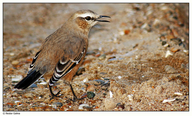 Photo (2): Patagonian Mockingbird