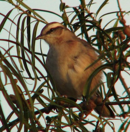 Photo (4): Patagonian Mockingbird
