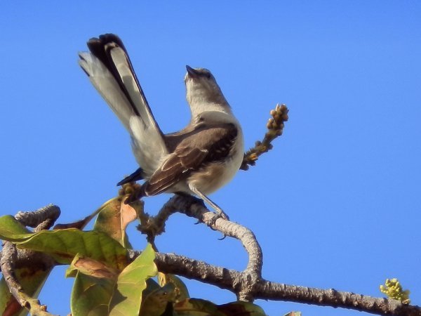 Photo (17): Northern Mockingbird