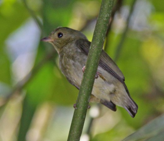 Photo (3): Ochre-bellied Flycatcher