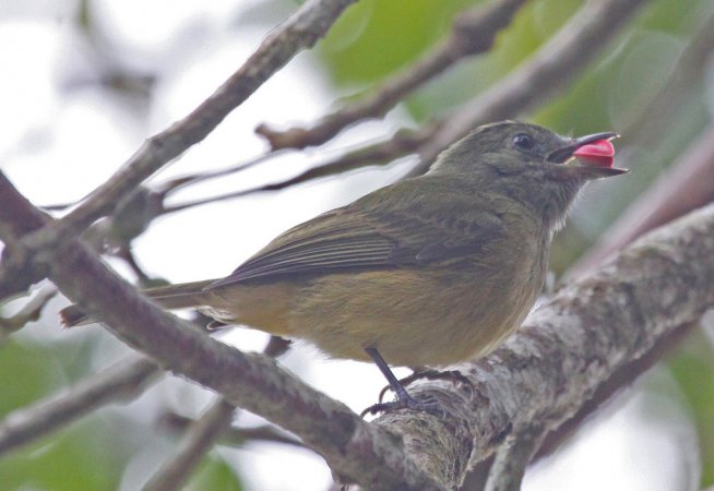Photo (1): Ochre-bellied Flycatcher