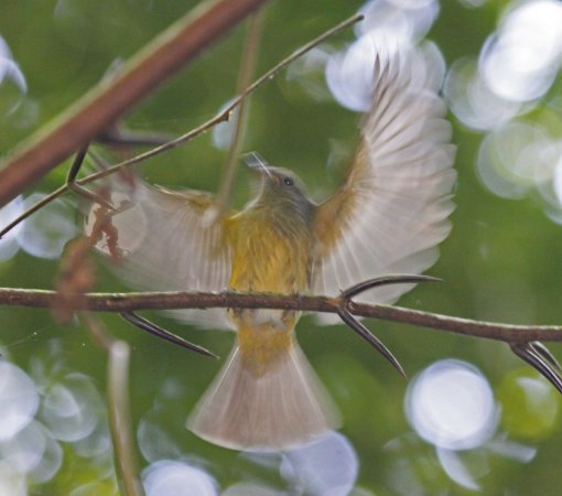 Photo (2): Ochre-bellied Flycatcher
