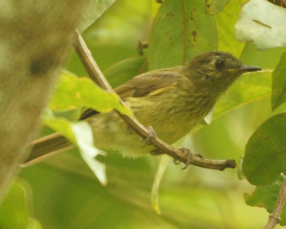 Photo (2): Olive-striped Flycatcher