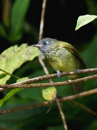 Photo (1): Olive-striped Flycatcher