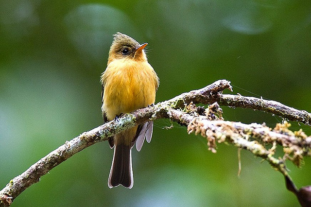 Photo (3): Tufted Flycatcher