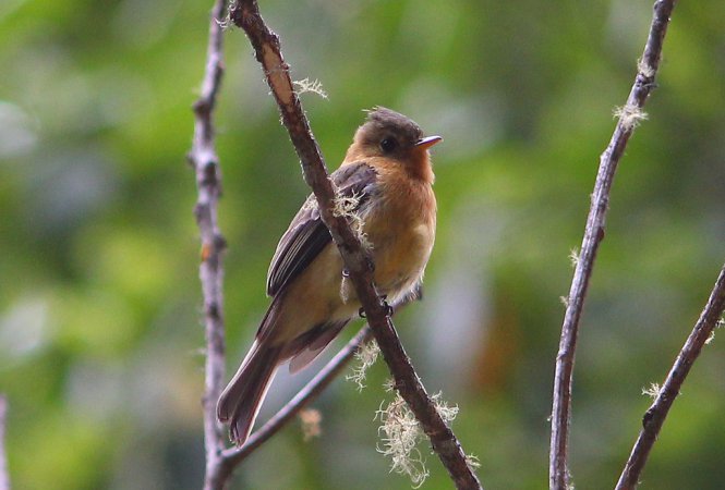 Photo (9): Tufted Flycatcher