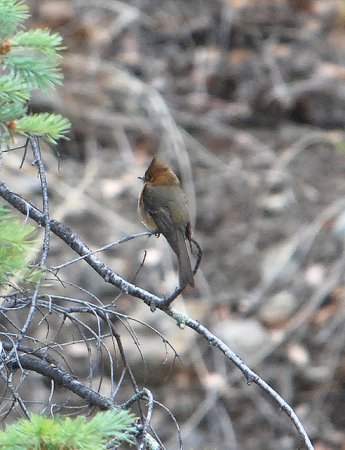 Photo (11): Tufted Flycatcher