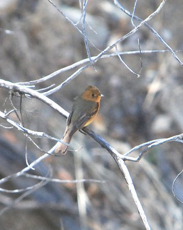 Photo (4): Tufted Flycatcher