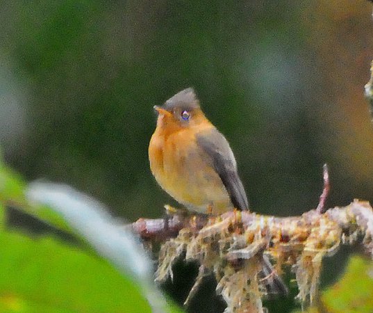 Photo (13): Tufted Flycatcher